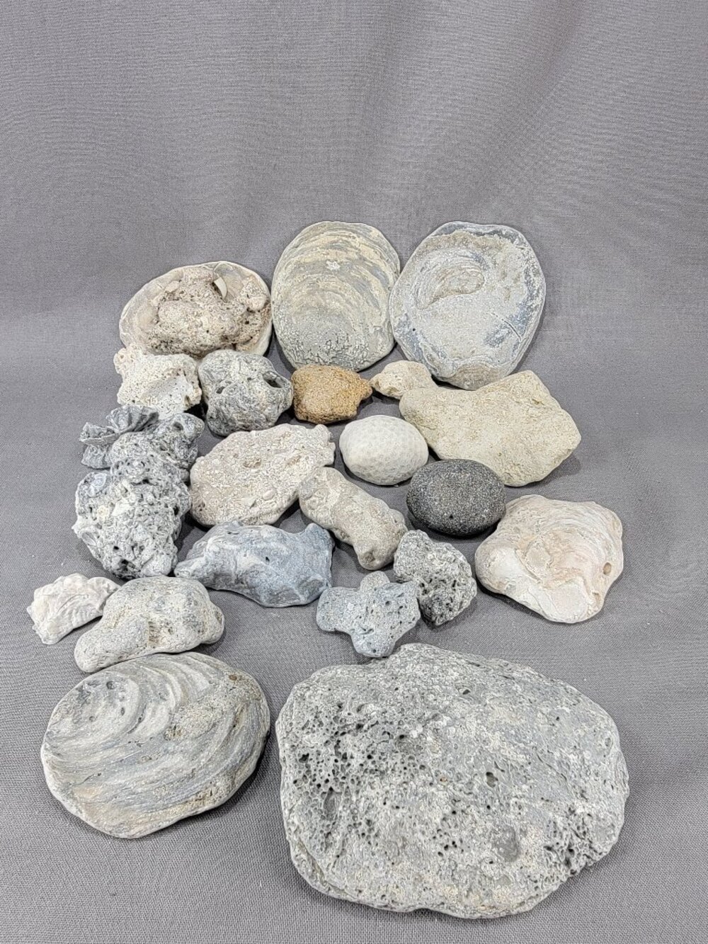 Florida Beach Shell Stone Rock Fossil Coral Mixed Lot Coastal Craft Decor